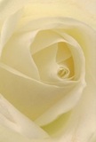 Drawing you into the heart of Cranford's floral elegance, this close-up reveals the intimate world of a cream-white rose in bloom. Petals spiral outward from a tightly coiled centre, inviting the eye to explore their creamy, whisper-thin softness and the gentle luminosity that seems to radiate from within. Each fold glows softly, touched by the kind of early morning light that dances across the green spaces of Cranford. Between the petals, delicate shadows add depth and quiet drama, capturing both the strength and fragility of nature. The overall feeling is one of peaceful reflection, as if time has slowed to honour a meaningful gesture-be it for sympathy, admiration, or the celebration of new beginnings. The suggestion of a sweet scent drifts through the image, subtle yet unmistakable, the hallmark of a fresh, thoughtfully curated bouquet. This perspective not only highlights the natural beauty of the rose but also the artistry and intention poured into every arrangement by Cranford's florists, making it the perfect floral tribute for life's most heartfelt occasions.